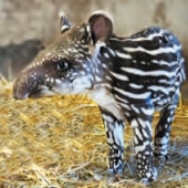 ZOO Jihlava ZOO Jihlava